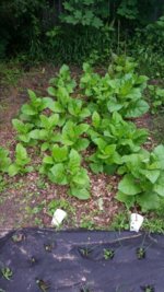 20140622_092325_20140622_092853.jpg