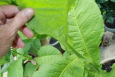 Criollo leaf 2.JPG