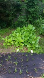 20140627_095645_20140627_102702.jpg