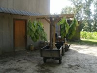 Hangin backer 002.JPG