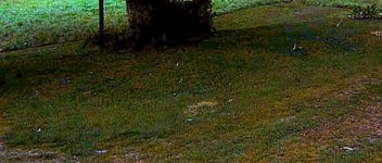 Garden20140714_1348_firefly_flashing_600.3.jpg