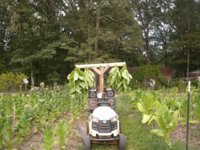 Harvest time 004.JPG
