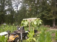 Harvest time 005.JPG