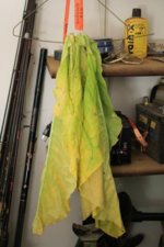 yellowing Maryland 609.jpg yellowing Maryland 609.jpg