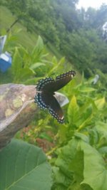 20140801_184709_20140802_134659.jpg