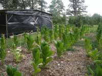Regrows 003.JPG