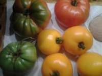 20140804 harvest7.jpg