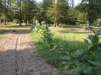 Mom's garden 001.JPG