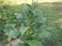 Mom's garden 002.JPG