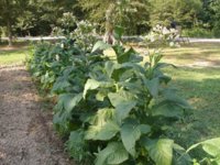 Mom's garden 003.JPG