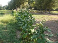 Mom's garden 004.JPG