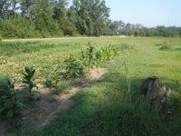 Mom's garden 007.JPG