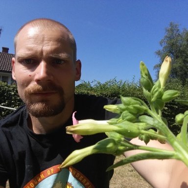 can you eat a tobacco plant Is dangerous for my garden? Green Tobacco Sickness - Wikipedia