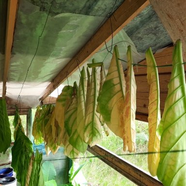 is it legal to grow my own tobacco Growing Tobacco : 6 Steps (with Pictures)