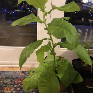 Topping tobacco plants | Fair Trade Tobacco