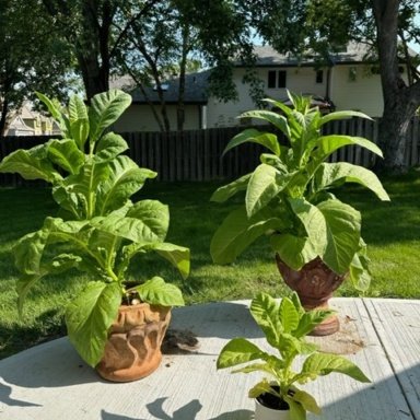 DaleB's 2025 grow blog | Fair Trade Tobacco