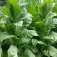 tobacco pesticide recipe saving stems to make pesticide? | Fair Trade Tobacco