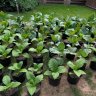 Nicotiana rustica