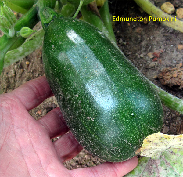 Garden20180704_3632_EdmundtonPumpkini_600.jpg