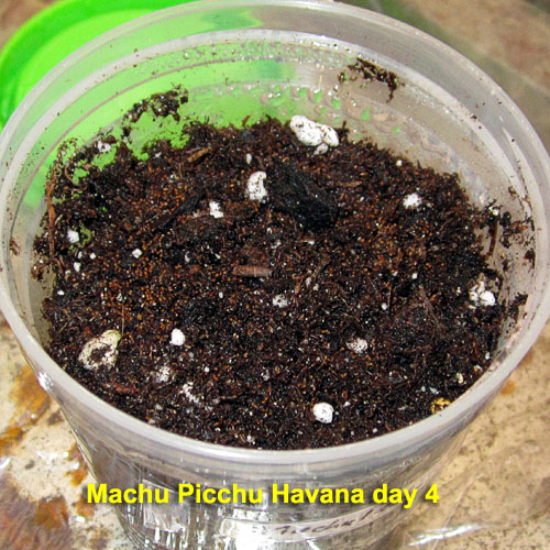 Garden20220304_6256_MachuPicchu_germinationDay4_500.jpg