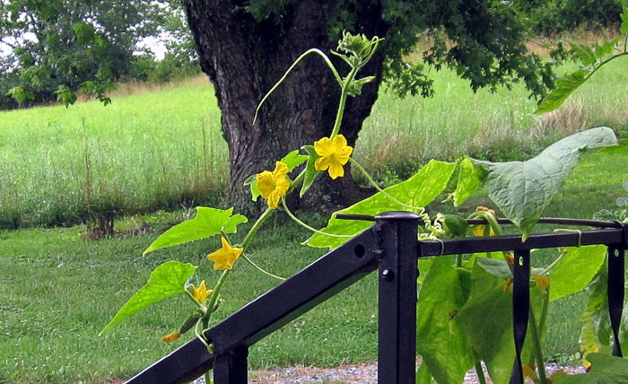 Garden20230719_7153_cukesOnHandrail_700.jpg