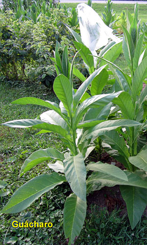 Garden20130722_815_Guacharo_entirePlant_300.jpg