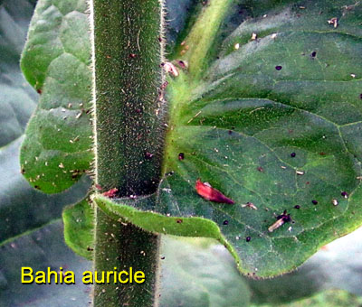 Garden20150901_2065_Bahia_auricle_400.jpg