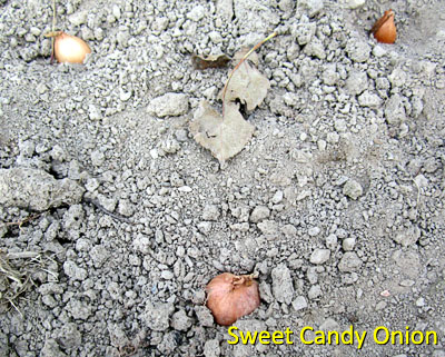 Garden20161031_2352_onionSweetCandy_closeup_400.jpg