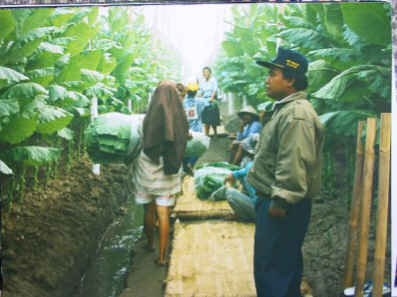Perantara_ToweringShadeGrown.jpg