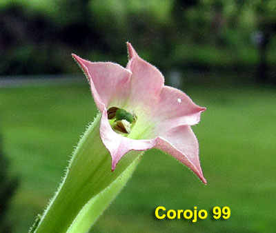 Garden20210720_5878_Corojo99_blossom_400.jpg