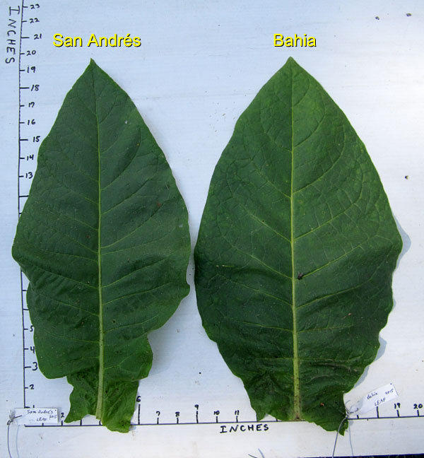 Garden20150904_2071_SanAndres_Bahia_leafSize_Comparison_600.jpg