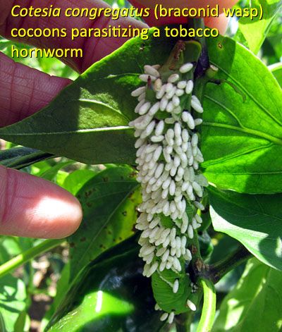 Garden20160907_2276_hornworm_braconidWasp_400a.jpg