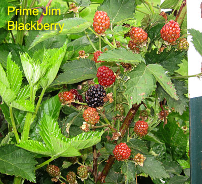 Garden20190620_4435_PrimeJimBlackberry_400.jpg