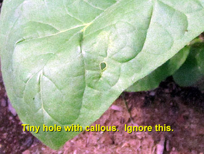 Garden20140624_1253_pestFest_tinyHoleWithCallous_400.jpg