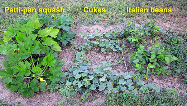 Garden20200728_5296_PattipanCukesBeans_bed_600.jpg