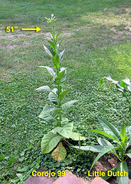 Garden20210720_5880_Corojo99_potted_600v.jpg
