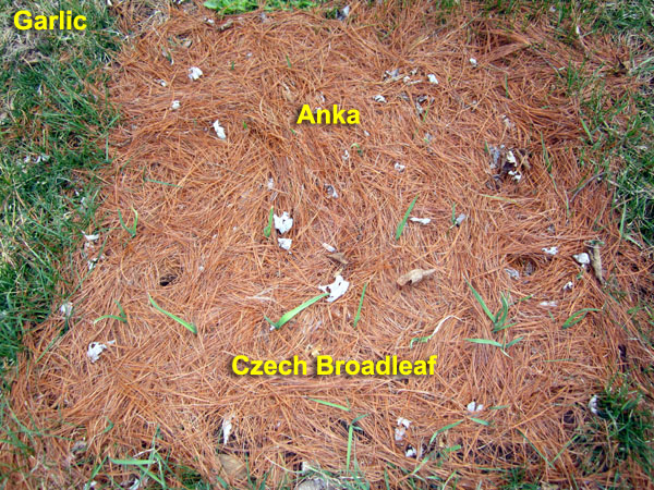 Garden20200302_4948_garlicBed_600.jpg