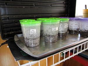 Garden20130303_570_germination_cookieSheet_300.jpg