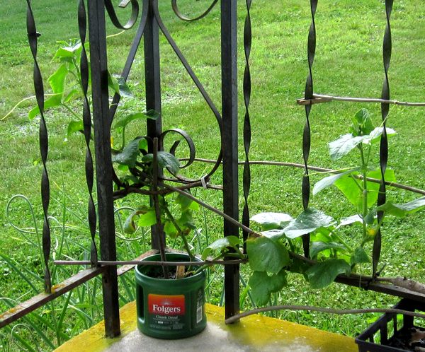 Garden20250619_7589_porchCuke_600.jpg