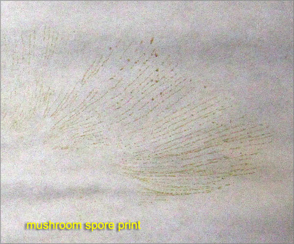 Garden20181010_3957_mushroom_sporePrint1_600.jpg