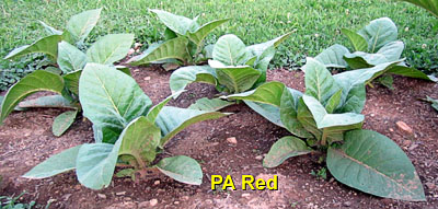 Garden20130628_724_PARed_400.jpg
