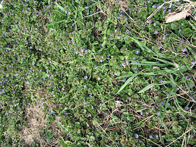 Garden20140413_1142_unweeded_closeup_400.jpg