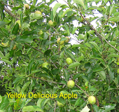 Garden20190620_4429_YellowDeliciousApple_400.jpg