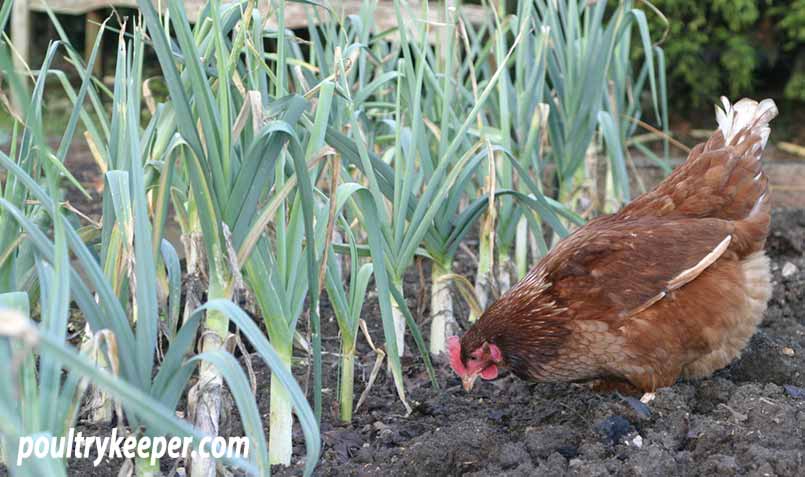poultrykeeper.com