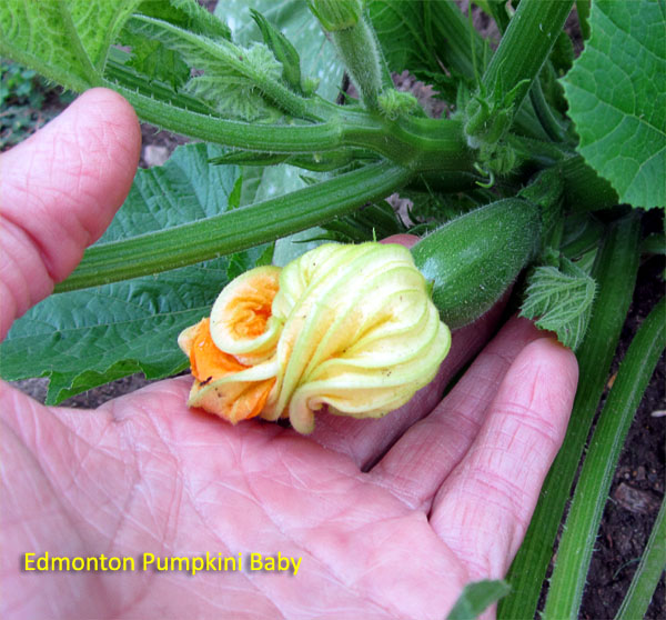 Garden20180621_3613_Pumpkini_baby_600.jpg