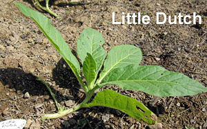 Garden20130603_656_Uncrook16da_LittleDutch_300.jpg