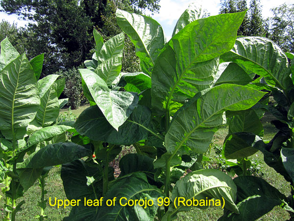 Garden20170823_3009_Corojo99_upperLeaf_600.jpg