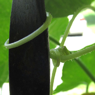 Garden20230714_7117_cukeClimbingCareer07_400.jpg