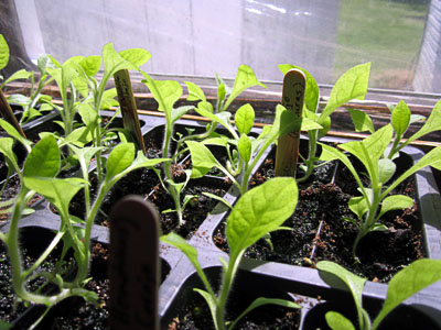 Garden20170413_2559_seedlings6.5wksC_400.jpg