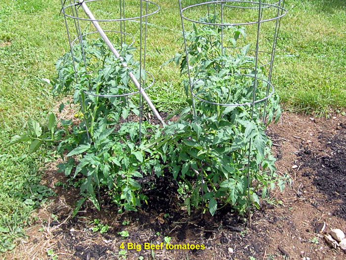 Garden20260618_7778_tomatoPlants_700.jpg